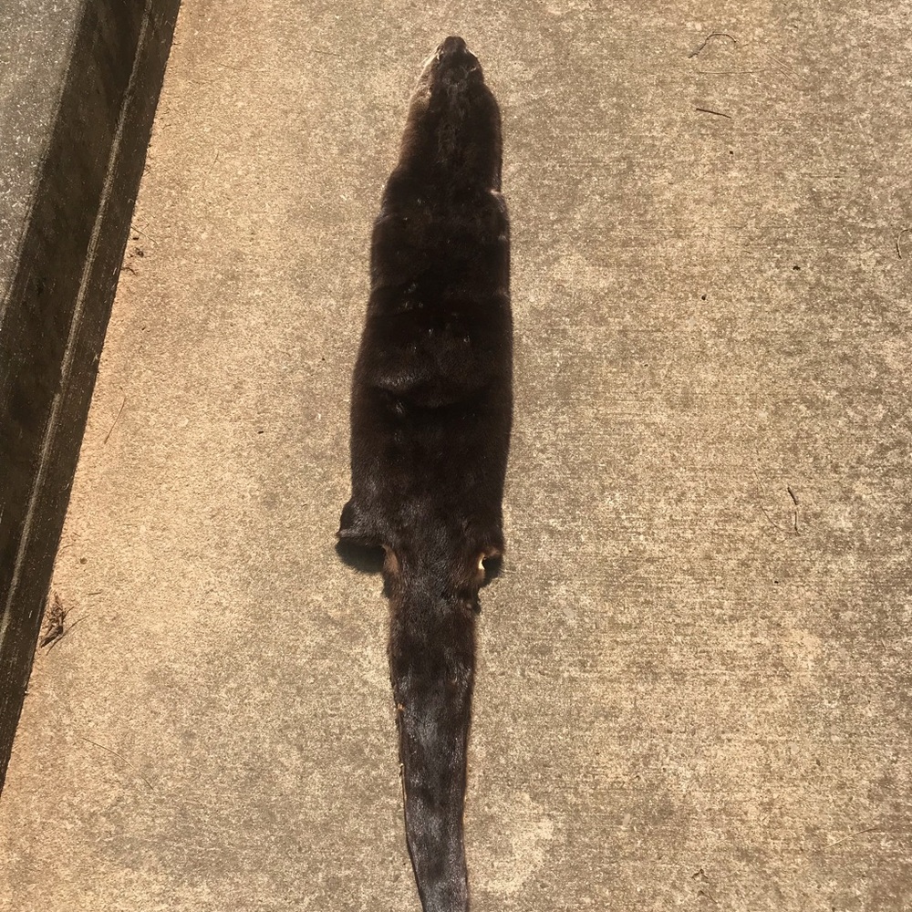 TN River Otter
